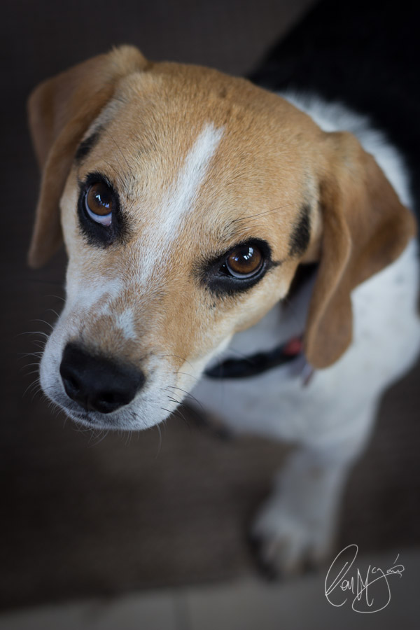 Buzz - Beagle